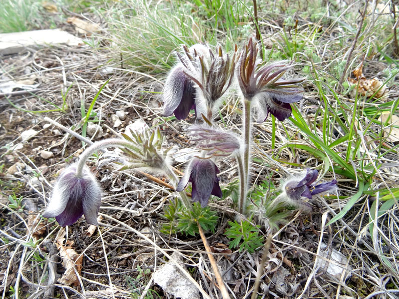 Pulsatilla montana - Ranunculaceae